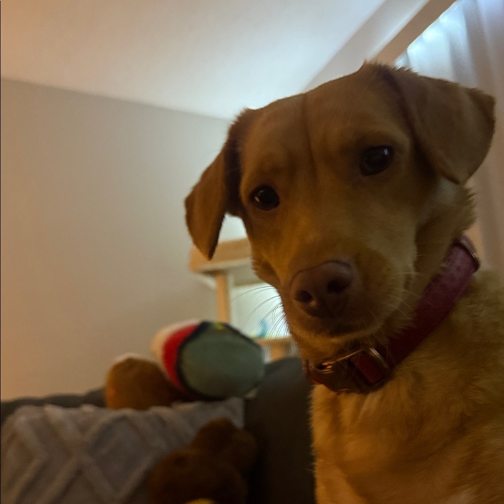 Red Dog Collar